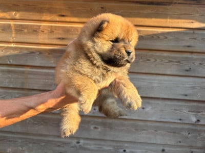 Les chiots de Chow Chow