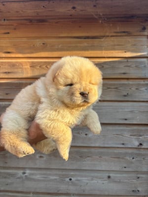 Les chiots de Chow Chow