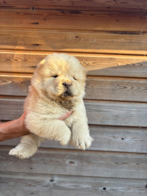 Les chiots de Chow Chow