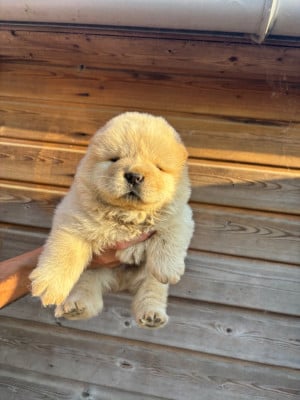 Les chiots de Chow Chow