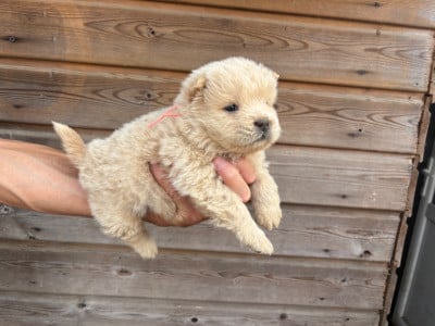 Les chiots de Chow Chow