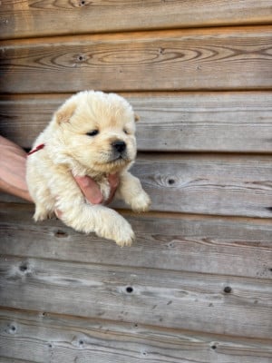 Les chiots de Chow Chow