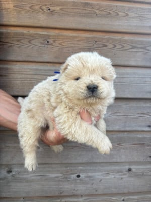 Les chiots de Chow Chow