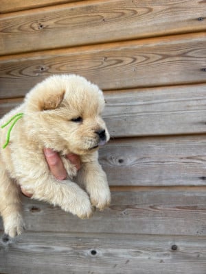 Les chiots de Chow Chow