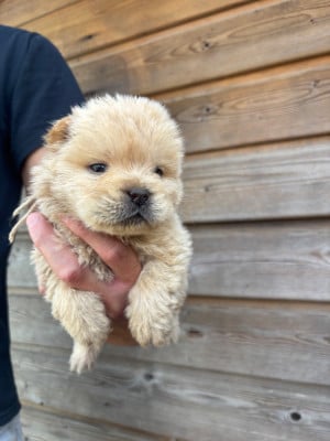 Les chiots de Chow Chow