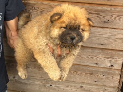 Les chiots de Chow Chow