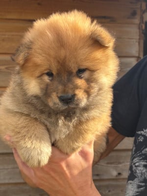 Les chiots de Chow Chow