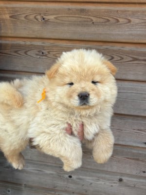 Les chiots de Chow Chow
