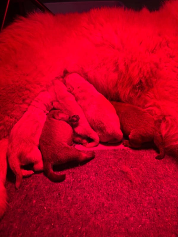 Chow Chow - Du Domaine Des Grosses Papattes