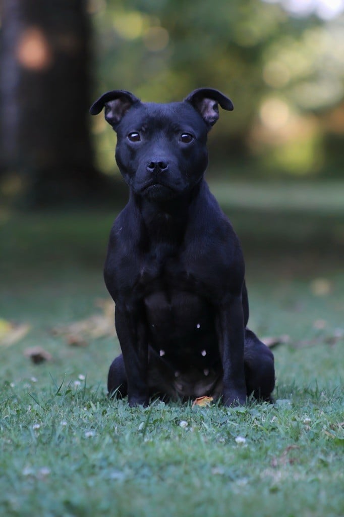 Ultia of Knightwood Oak