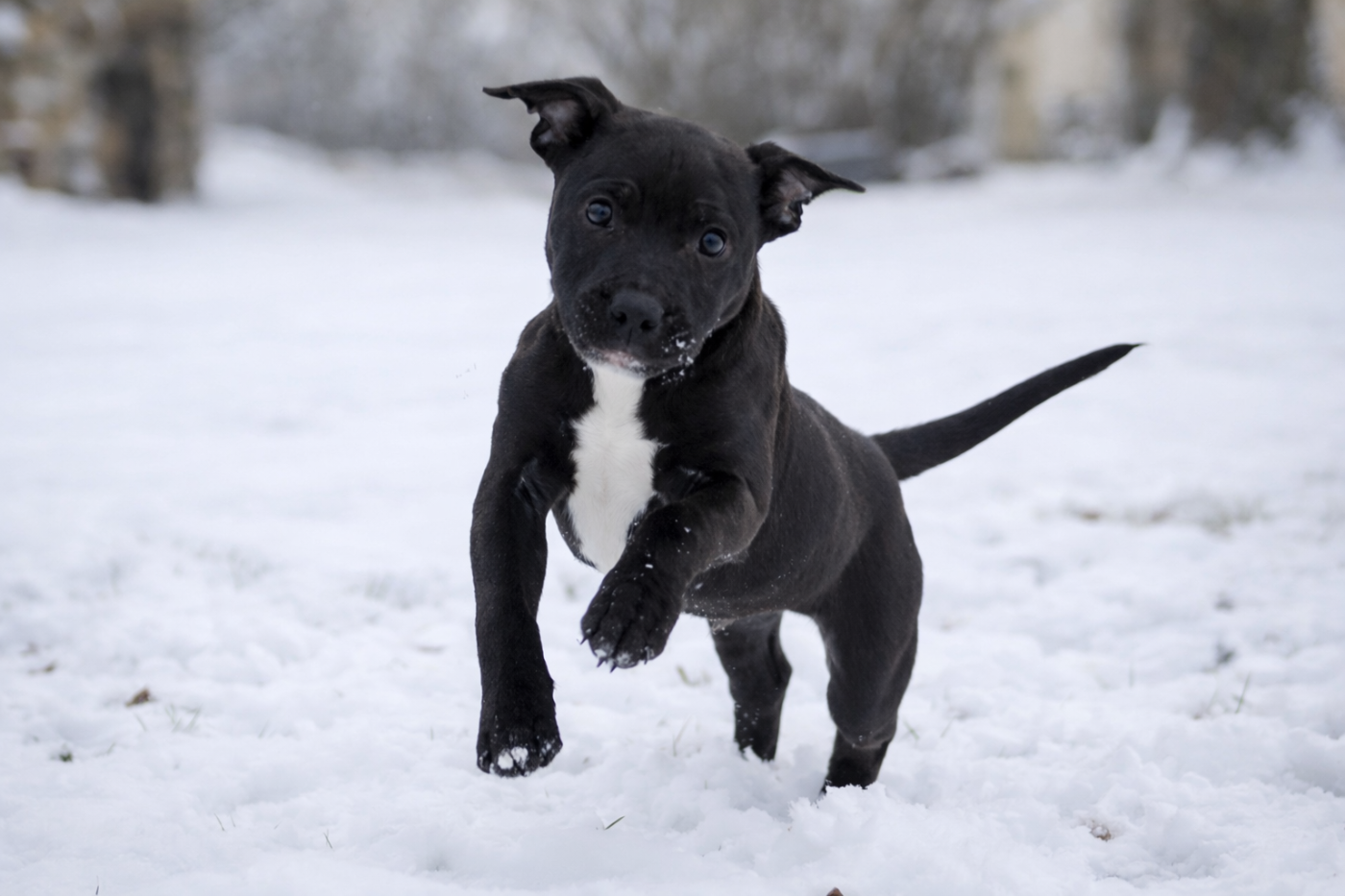 Land Of Black Pearls Arcadia