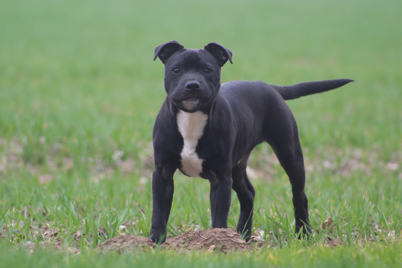 Land Of Black Pearls Arcadia