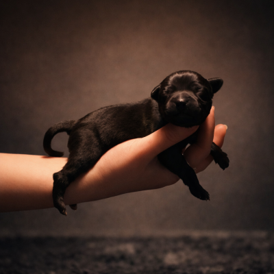 Les chiots de Staffordshire Bull Terrier