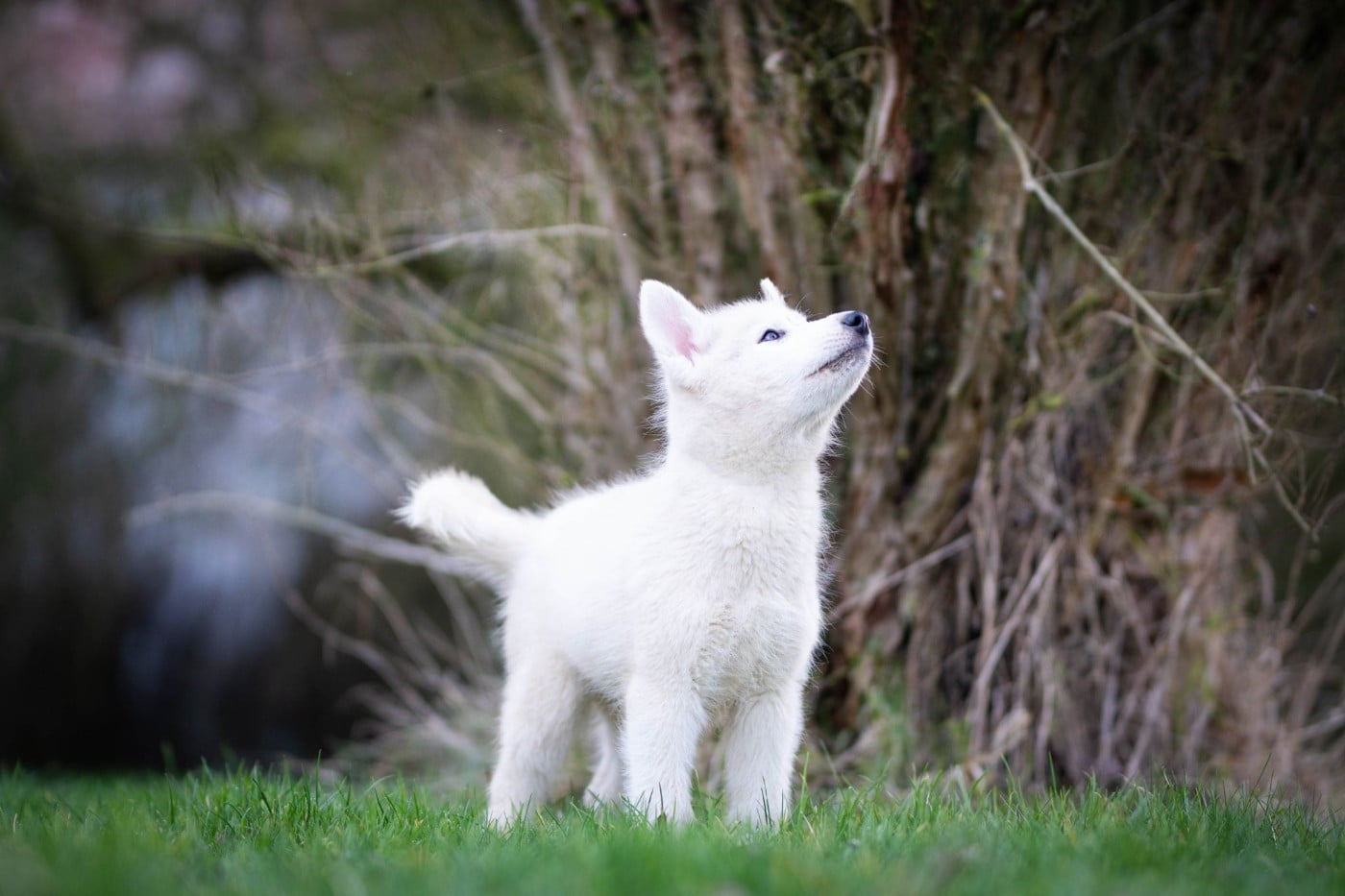 CHIOT - Siberian Husky
