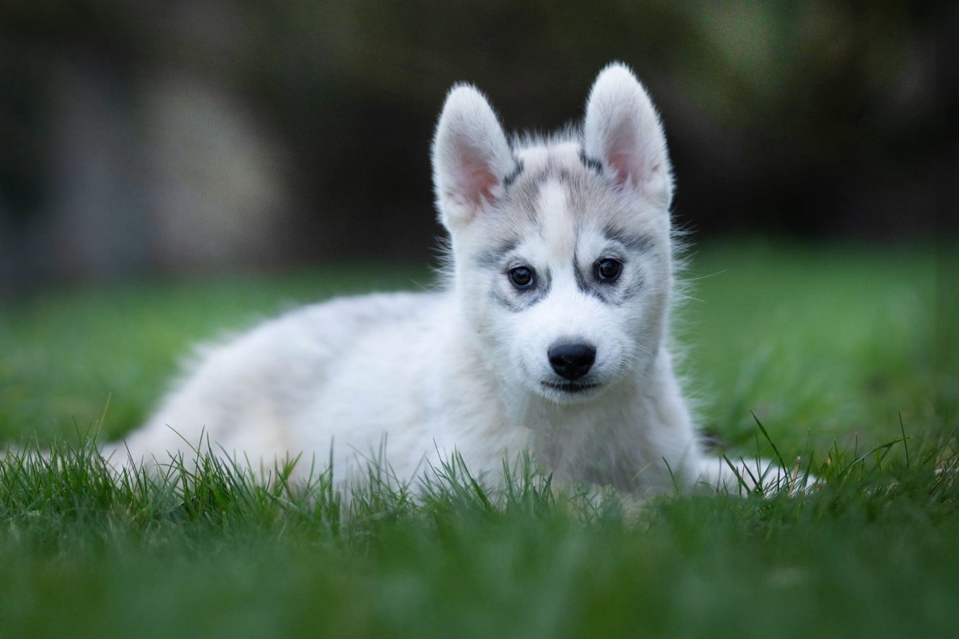 CHIOT - Siberian Husky