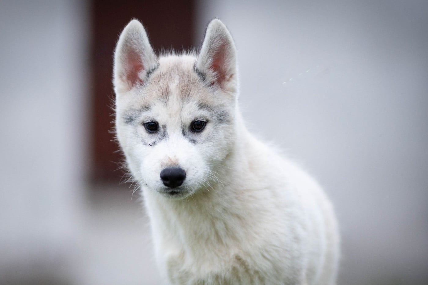CHIOT - Siberian Husky