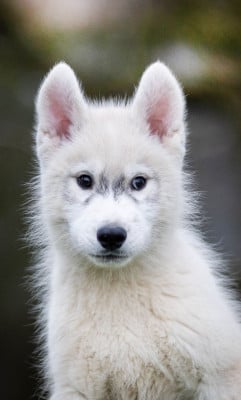Les chiots de Siberian Husky