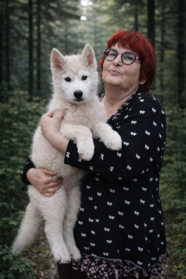 Les chiots de Siberian Husky