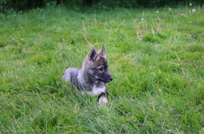 Les chiots de Siberian Husky