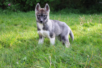 Les chiots de Siberian Husky
