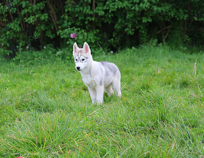 Les chiots de Siberian Husky