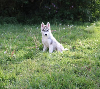 Les chiots de Siberian Husky