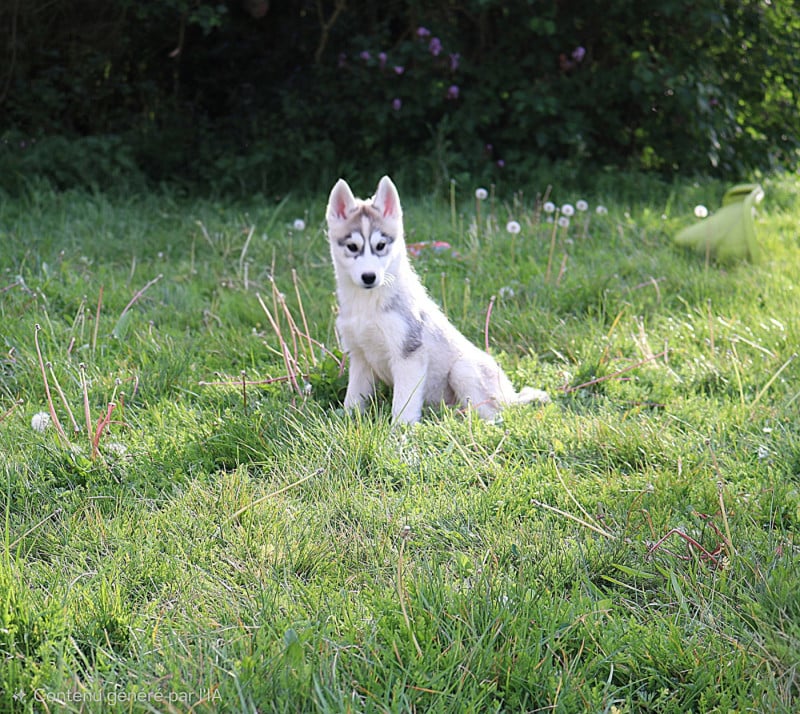 Siberian Husky - Wolves Of The Northern Light
