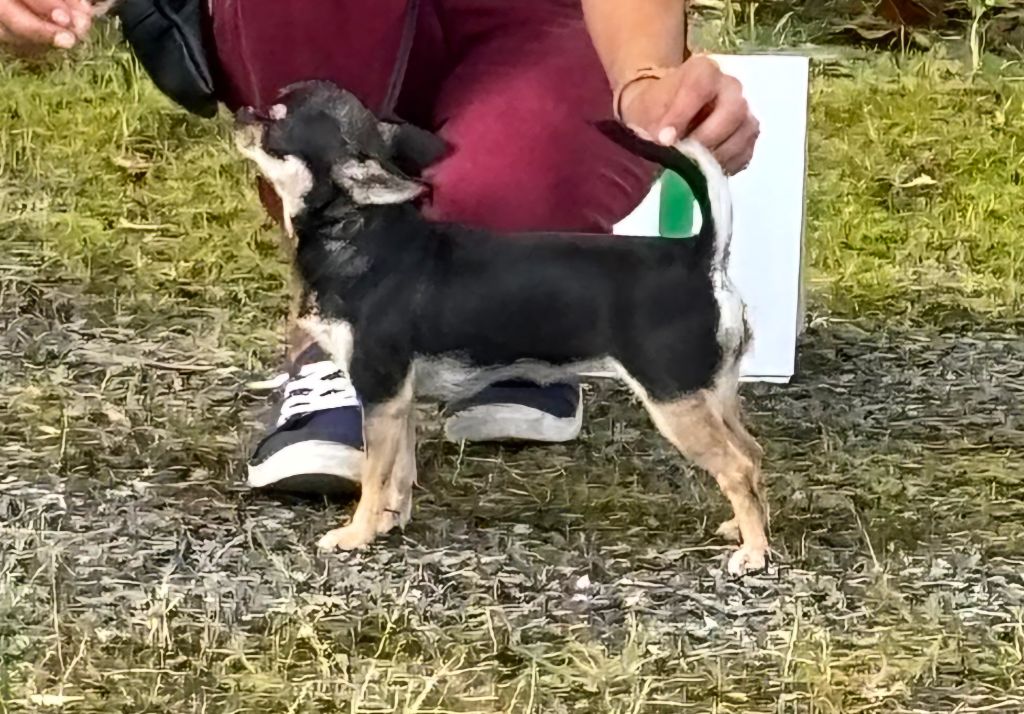 Una bella Des Perles D'Aurore