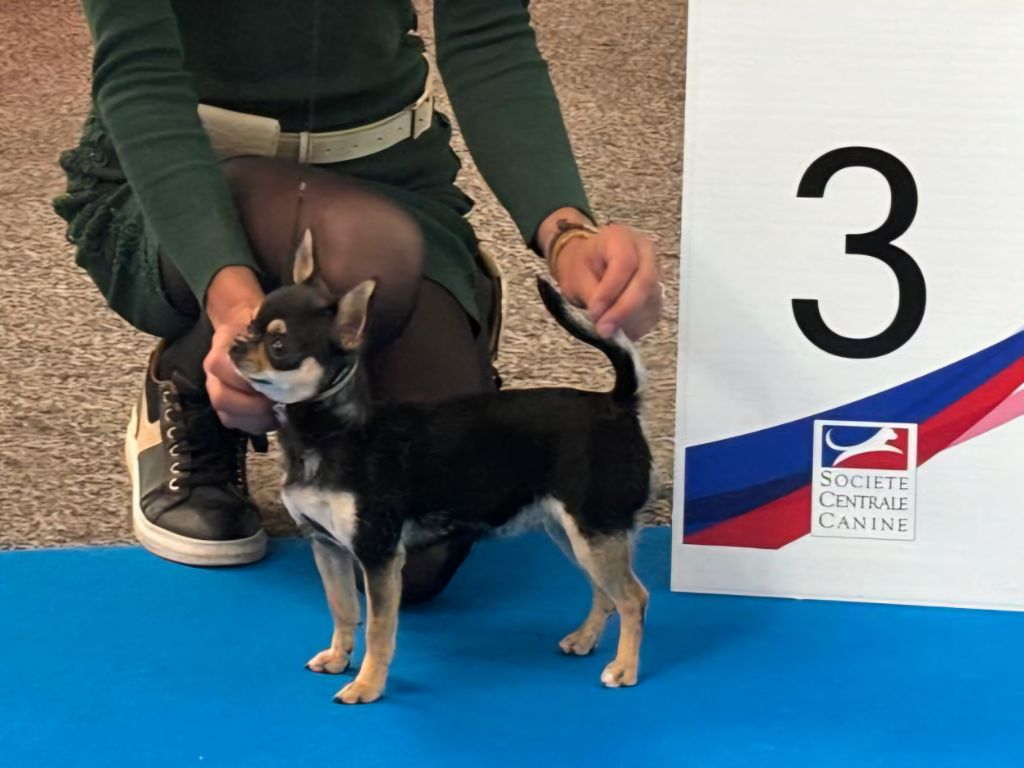 Una bella Des Perles D'Aurore