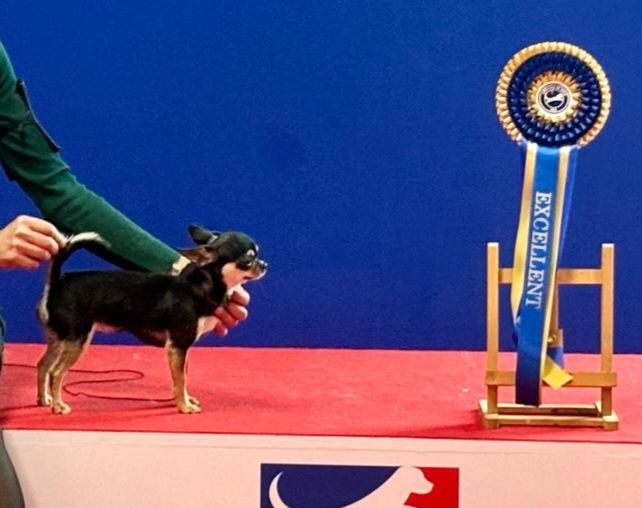 Una bella Des Perles D'Aurore