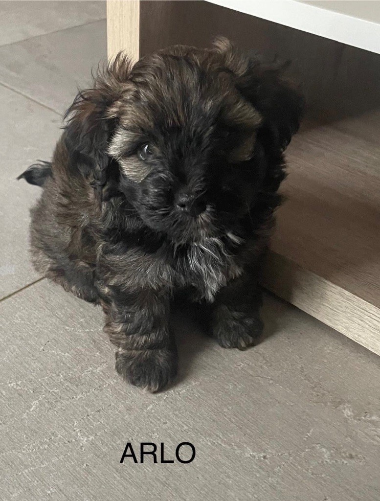 ARLO rebaptisé ARISTO