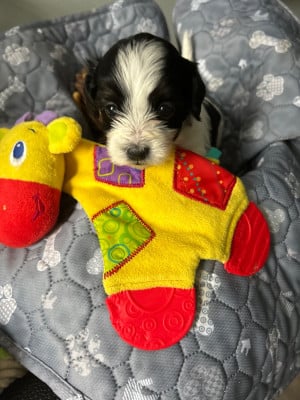 Bichon Havanais