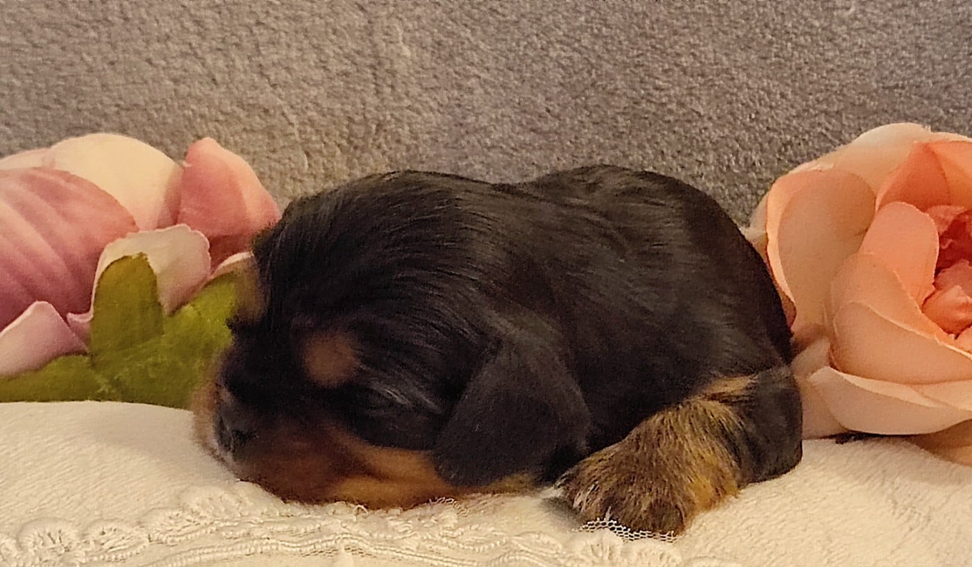 Cavalier King Charles Spaniel - Des Cavaliers Du Château De La Mothe