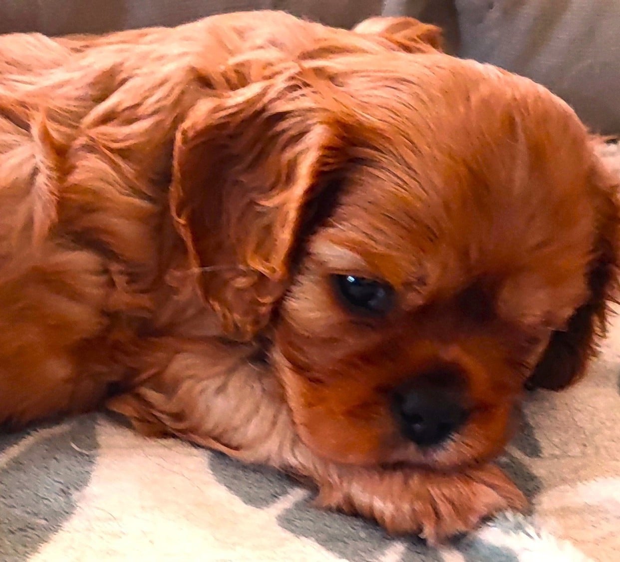 Cavalier King Charles Spaniel - Des Cavaliers Du Château De La Mothe