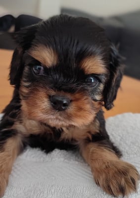 Les chiots de Cavalier King Charles Spaniel