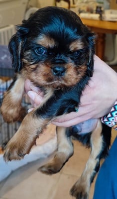 Les chiots de Cavalier King Charles Spaniel