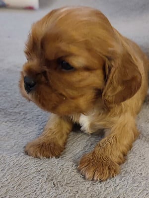 Les chiots de Cavalier King Charles Spaniel