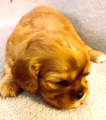 Les chiots de Cavalier King Charles Spaniel