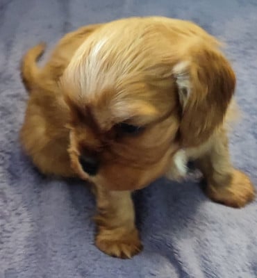 Les chiots de Cavalier King Charles Spaniel