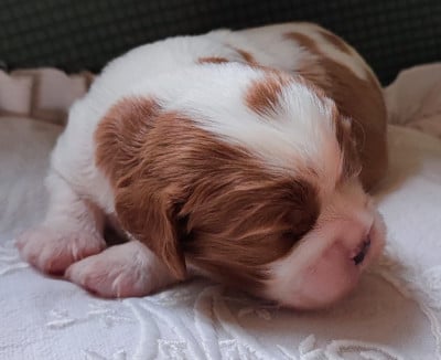Les chiots de Cavalier King Charles Spaniel