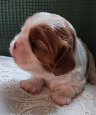 Les chiots de Cavalier King Charles Spaniel