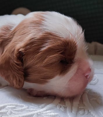 Les chiots de Cavalier King Charles Spaniel