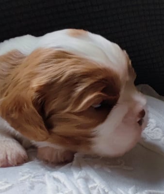 Les chiots de Cavalier King Charles Spaniel