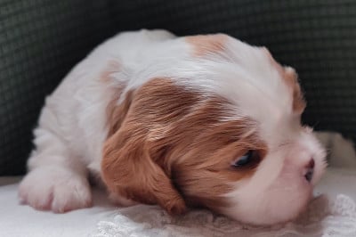 Les chiots de Cavalier King Charles Spaniel