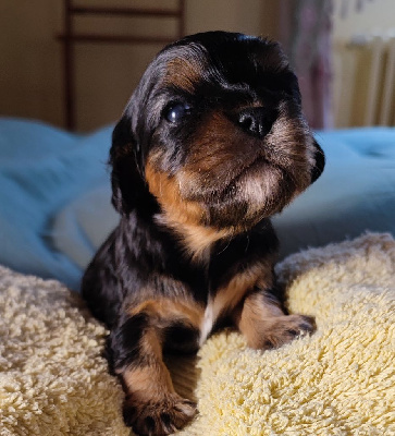 Les chiots de Cavalier King Charles Spaniel