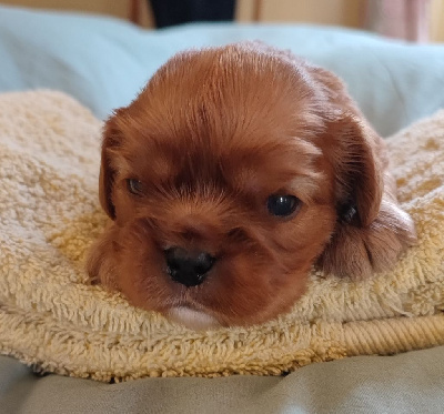 Les chiots de Cavalier King Charles Spaniel
