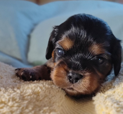 Les chiots de Cavalier King Charles Spaniel