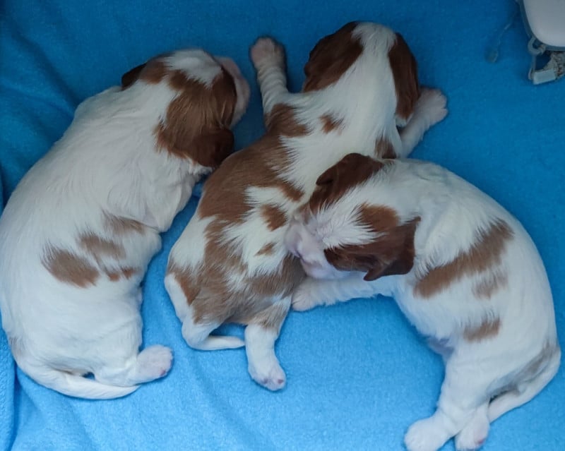 Cavalier King Charles Spaniel - Des Cavaliers Du Château De La Mothe