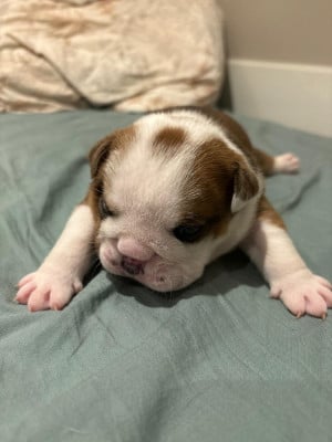Les chiots de Bulldog Anglais