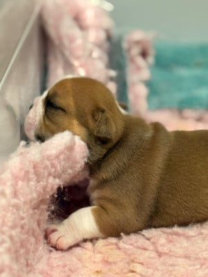 Les chiots de Bulldog Anglais